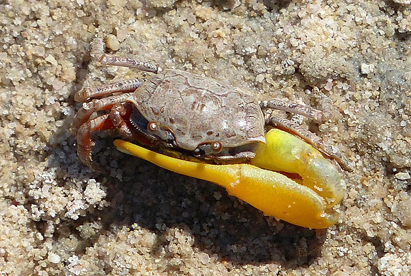 Anjo Peninsula May 27 2014 (5)